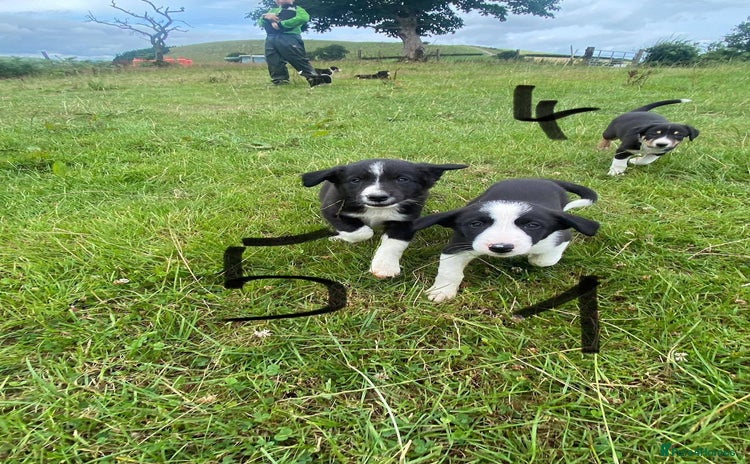 Border Collie dogs - Advert 3