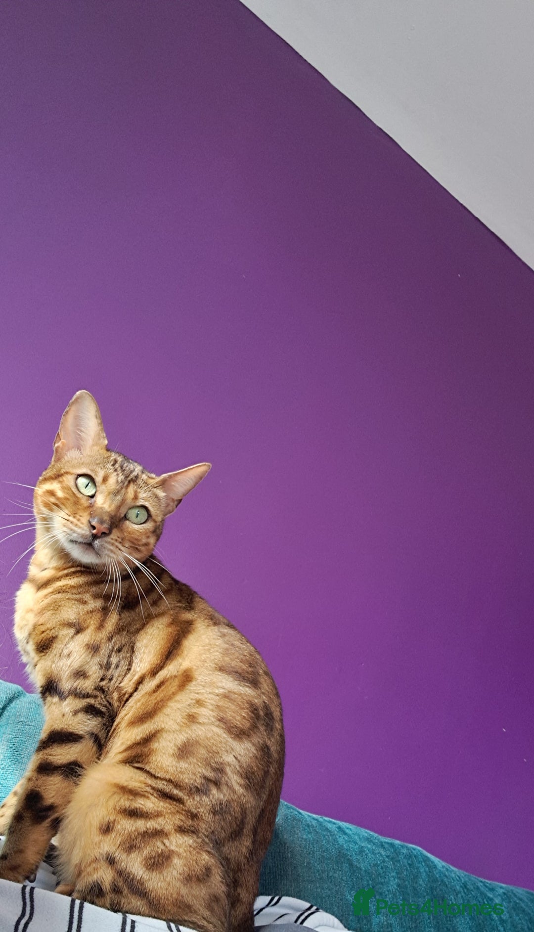 Bengal cats for sale: Half bengals - Advert 2