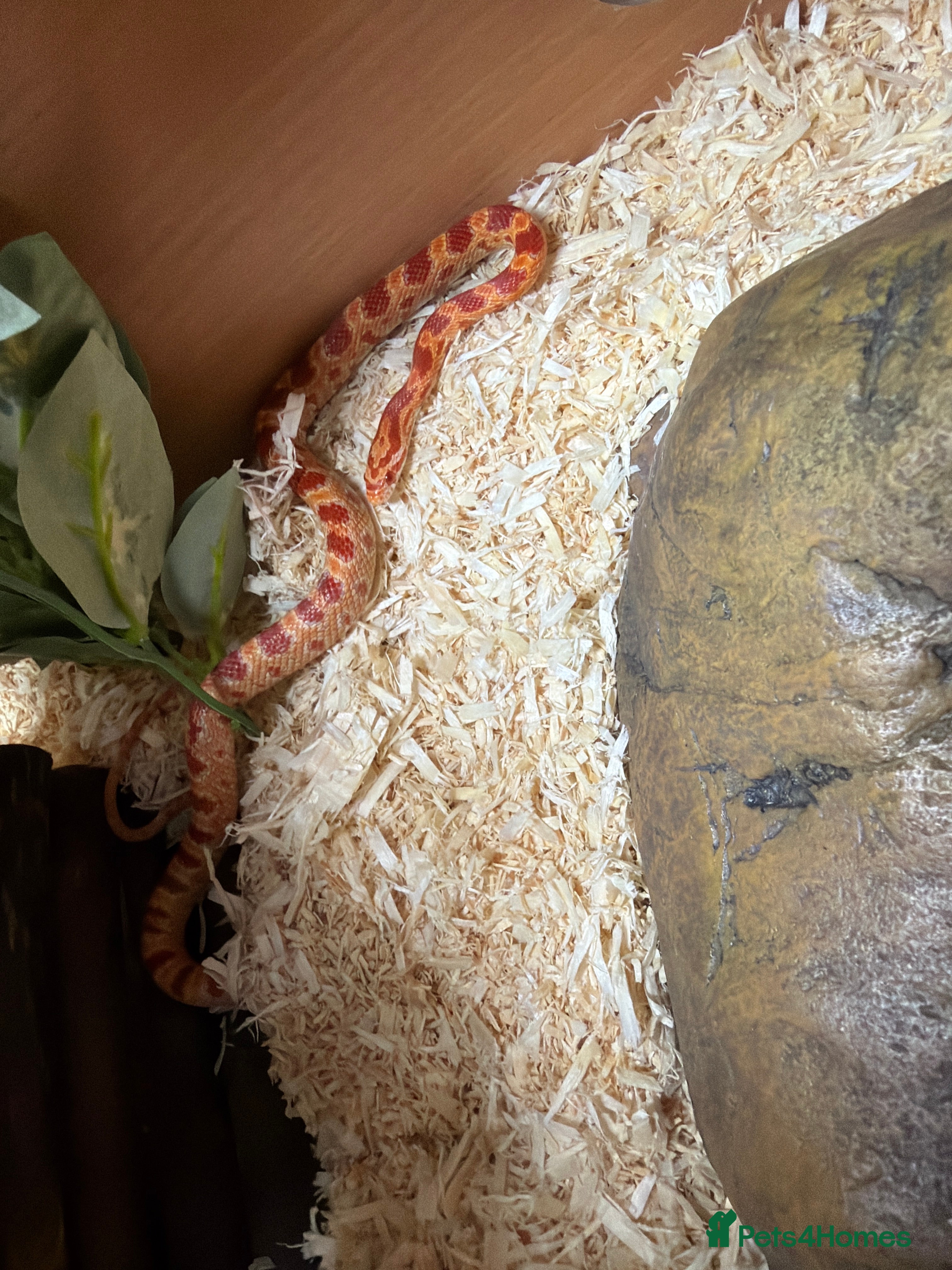 Corn Snake reptiles Baby corn snake - Advert 1