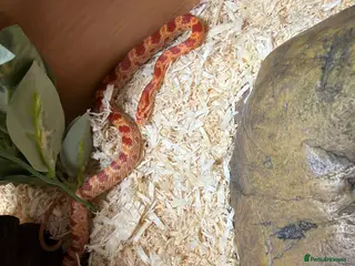 Corn Snake reptiles Baby corn snake - Advert 1
