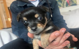 Chorkie dogs for sale: Chorkie Puppies ( Small Breed ) - Image 4