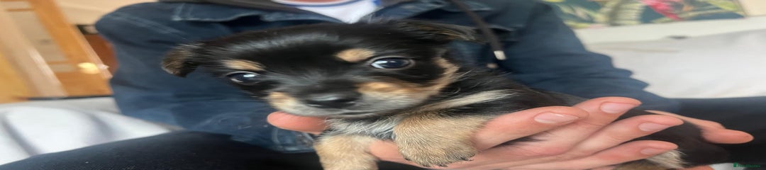 Chorkie Puppy 3
