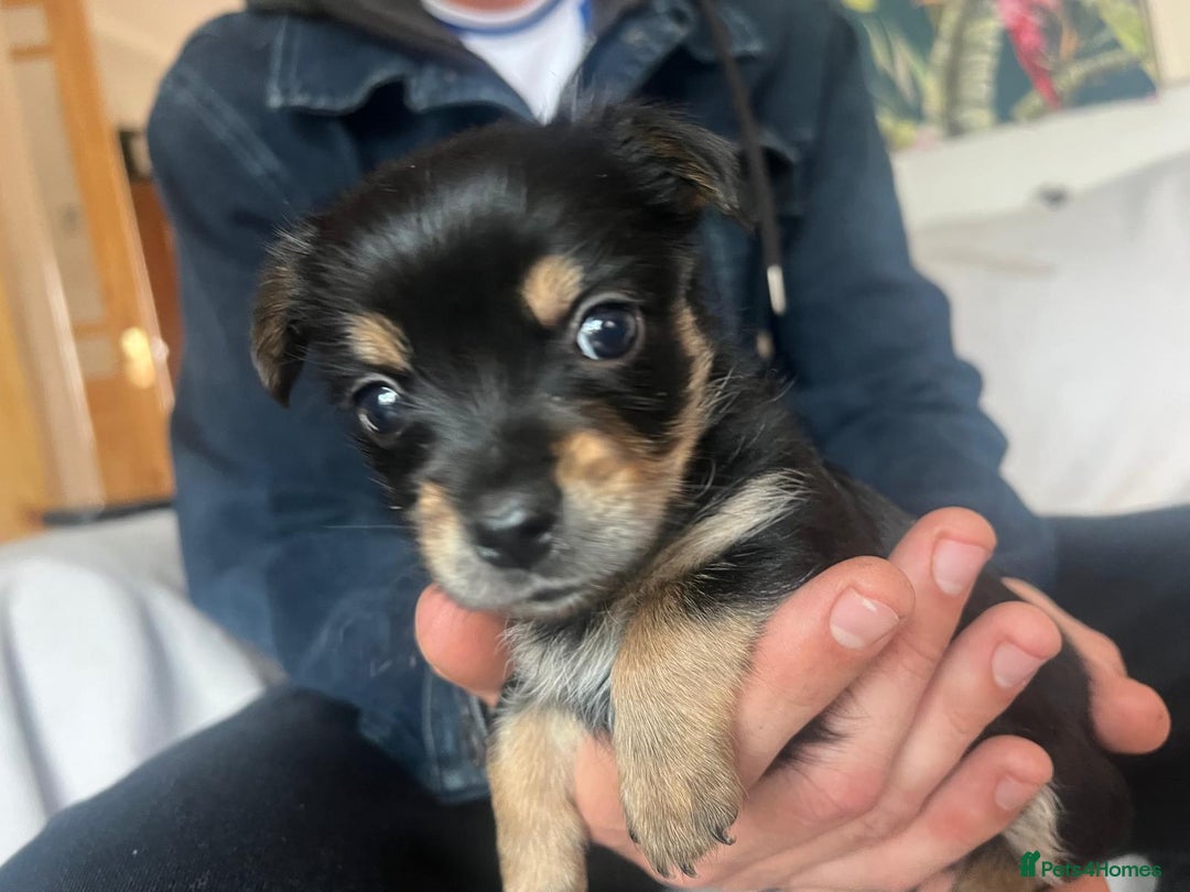 Chorkie dogs for sale: Chorkie Puppies ( Small Breed ) - Image 4