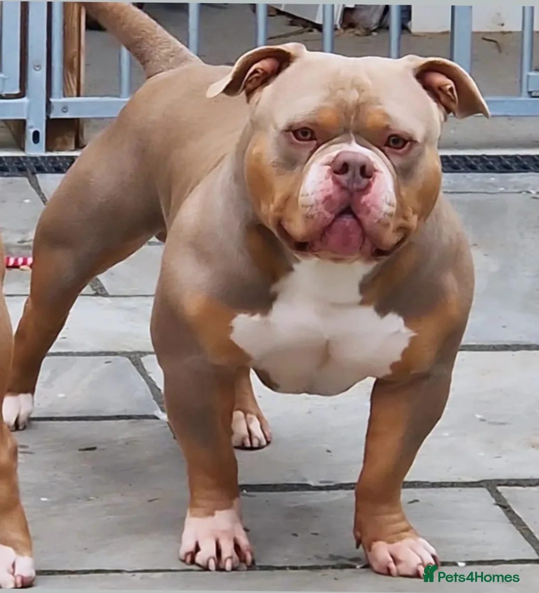 American Bully dogs for stud: American Pocket Bully PROVEN ! in Dartford - Advert 4