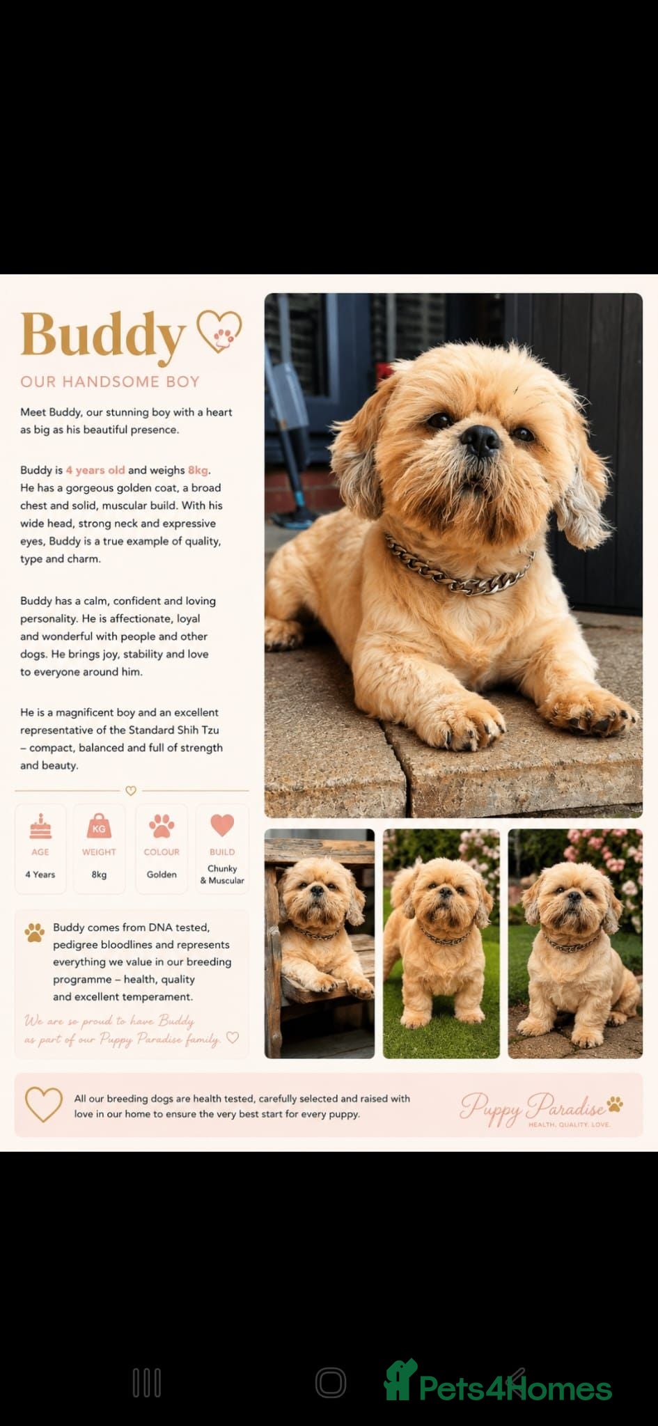 Shih Tzu dogs 🐶🐾EXCEPTIONAL PURE STANDARD SHIH TZU PUPPIES🐾🐶 - Advert 12