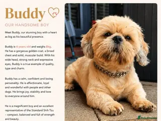 Shih Tzu dogs 🐶🐾EXCEPTIONAL PURE STANDARD SHIH TZU PUPPIES🐾🐶 - Advert 12