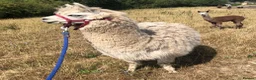 Alpaca livestock for sale: Alpaca Herd available  - Advert 3