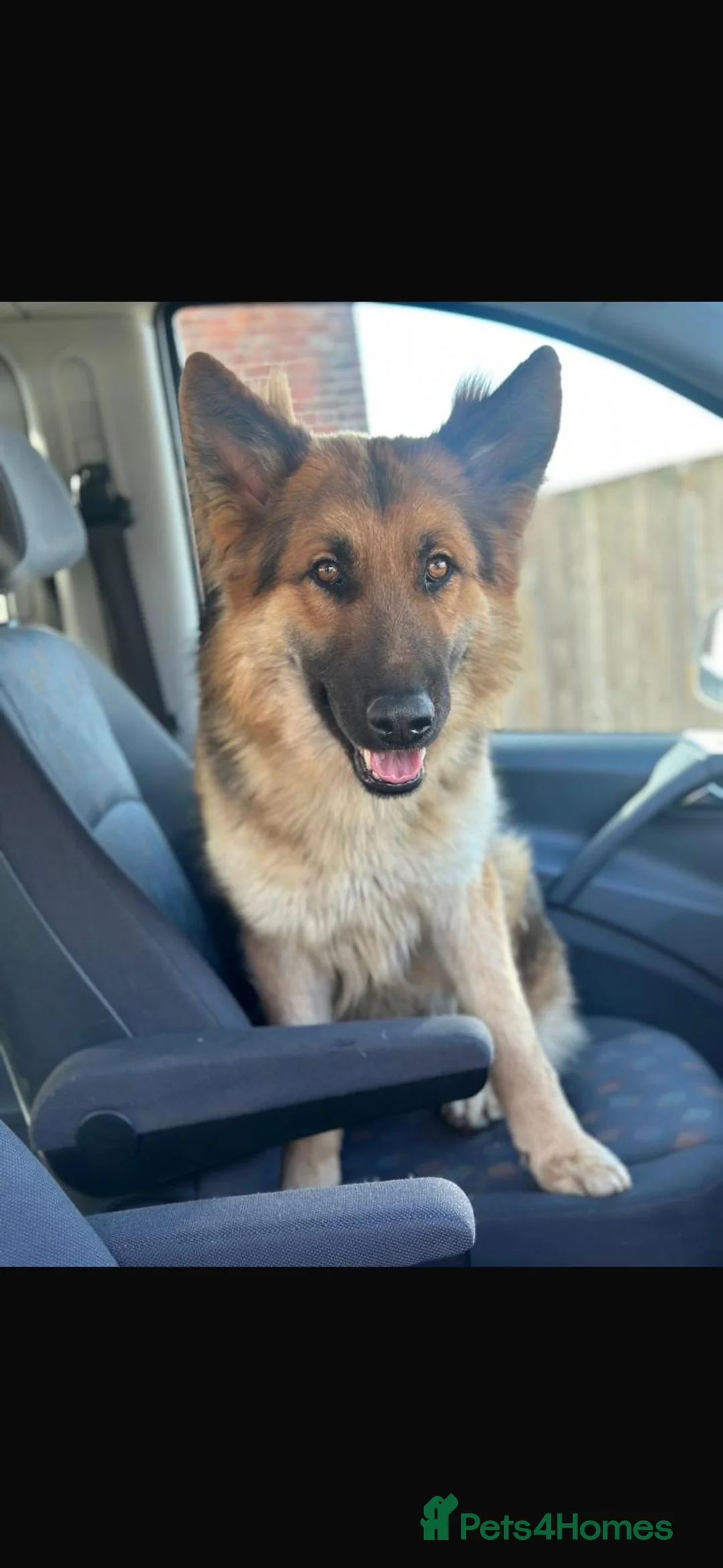 German Shepherd dogs for stud: German shepherd for stud  - Advert 6