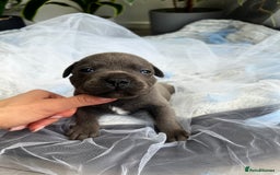 Staffordshire Bull Terrier dogs for sale: 🔷 Pharaon Champion Line Pups 🔷 in Wolverhampton - Image 15