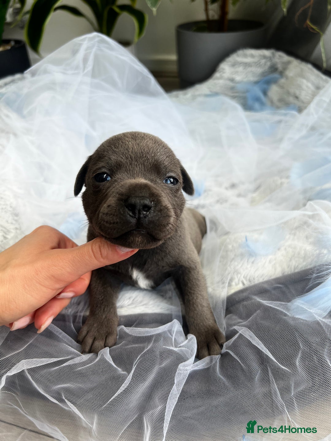 Staffordshire Bull Terrier dogs for sale: 🔷 Pharaon Champion Line Pups 🔷 in Wolverhampton - Image 15