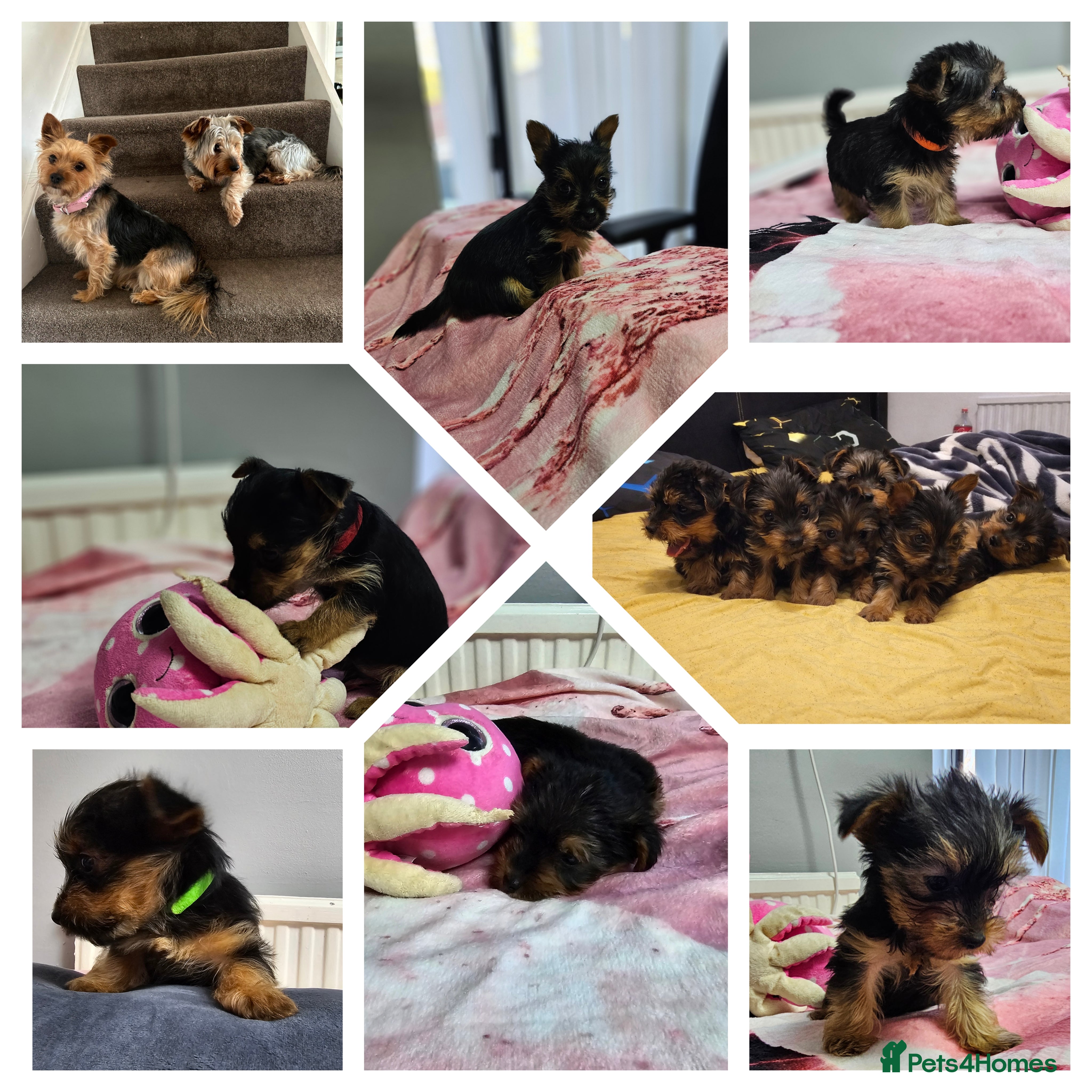 Yorkshire Terrier dogs for sale: Adorable Puppies Looking for Their Forever Homes - Advert 1