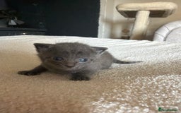 Ragdoll cats for sale: Half Ragdoll Kittens - Image 14