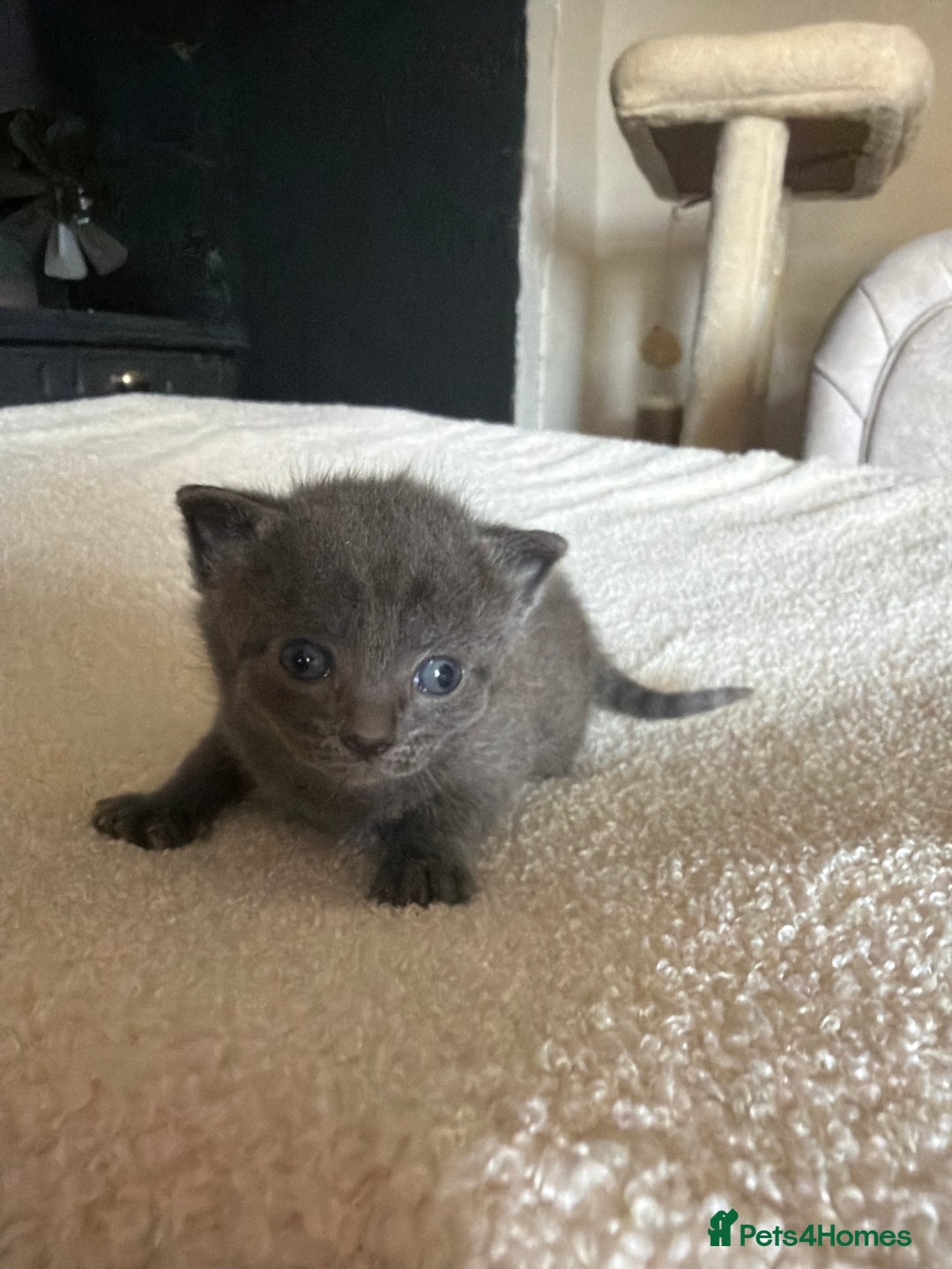 Ragdoll cats for sale: Half Ragdoll Kittens - Image 14