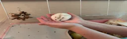 Hamster rodents for sale: Lovley hamster  in Newquay - Advert 1