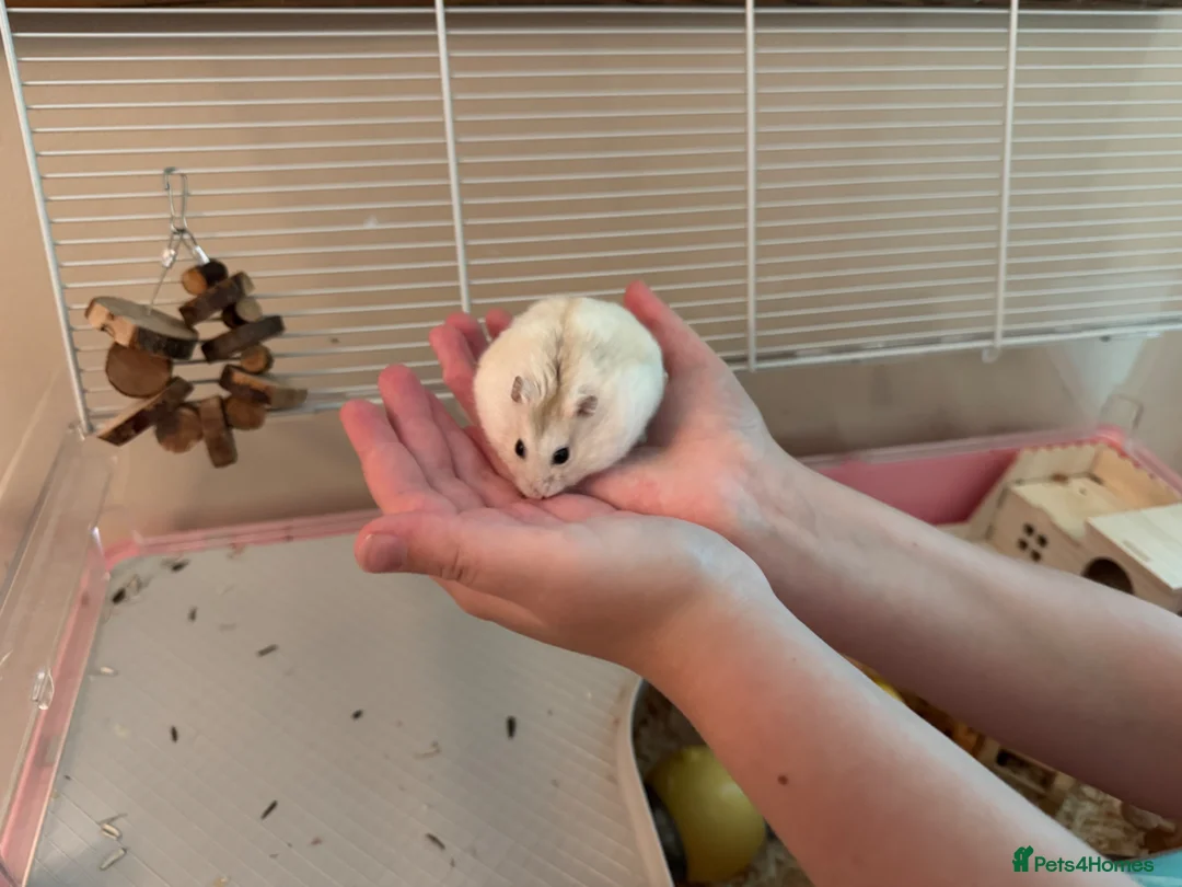 Hamster rodents for sale: Lovley hamster  in Newquay - Advert 1