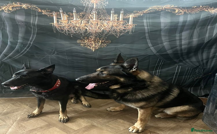 German Shepherd dogs - Advert 5