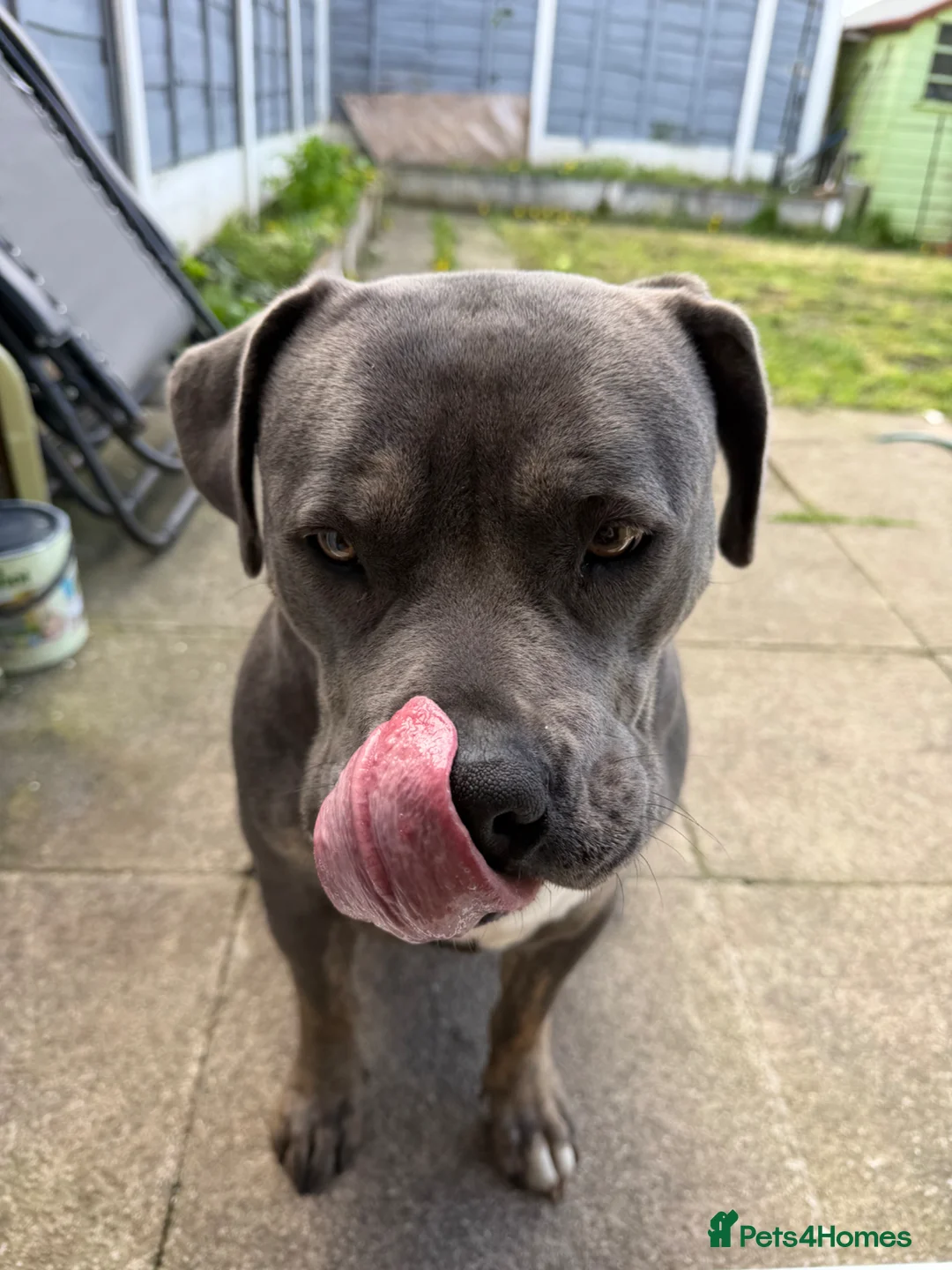 American Bully dogs for sale: Fendi in Manchester - Advert 1