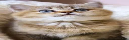 British Shorthair cats for sale: Super cute and pedigree British shorthair - Advert 4
