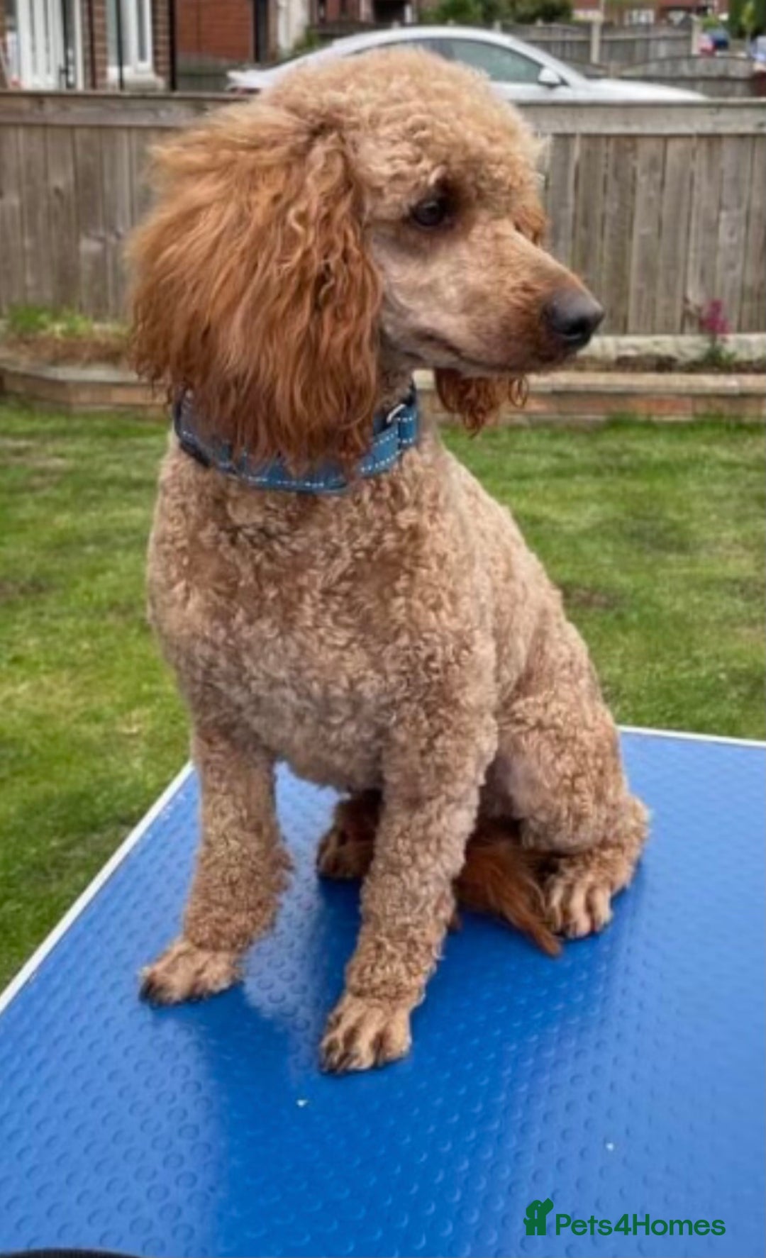 Cockapoo dogs for sale: Cockapoo puppies ready now full vacs/health tested - Advert 10