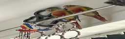 Conures birds for sale: 2 Pineapple conures in Halifax - Advert 4