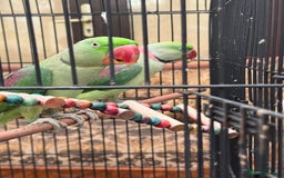 Parrots birds for sale: Pair Of Alexandrine Parrots - Image 3