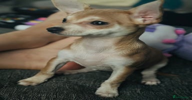 Chihuahua dogs - Advert 11