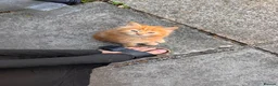 British Longhair cats for sale: Four long haired Kittens - Advert 3