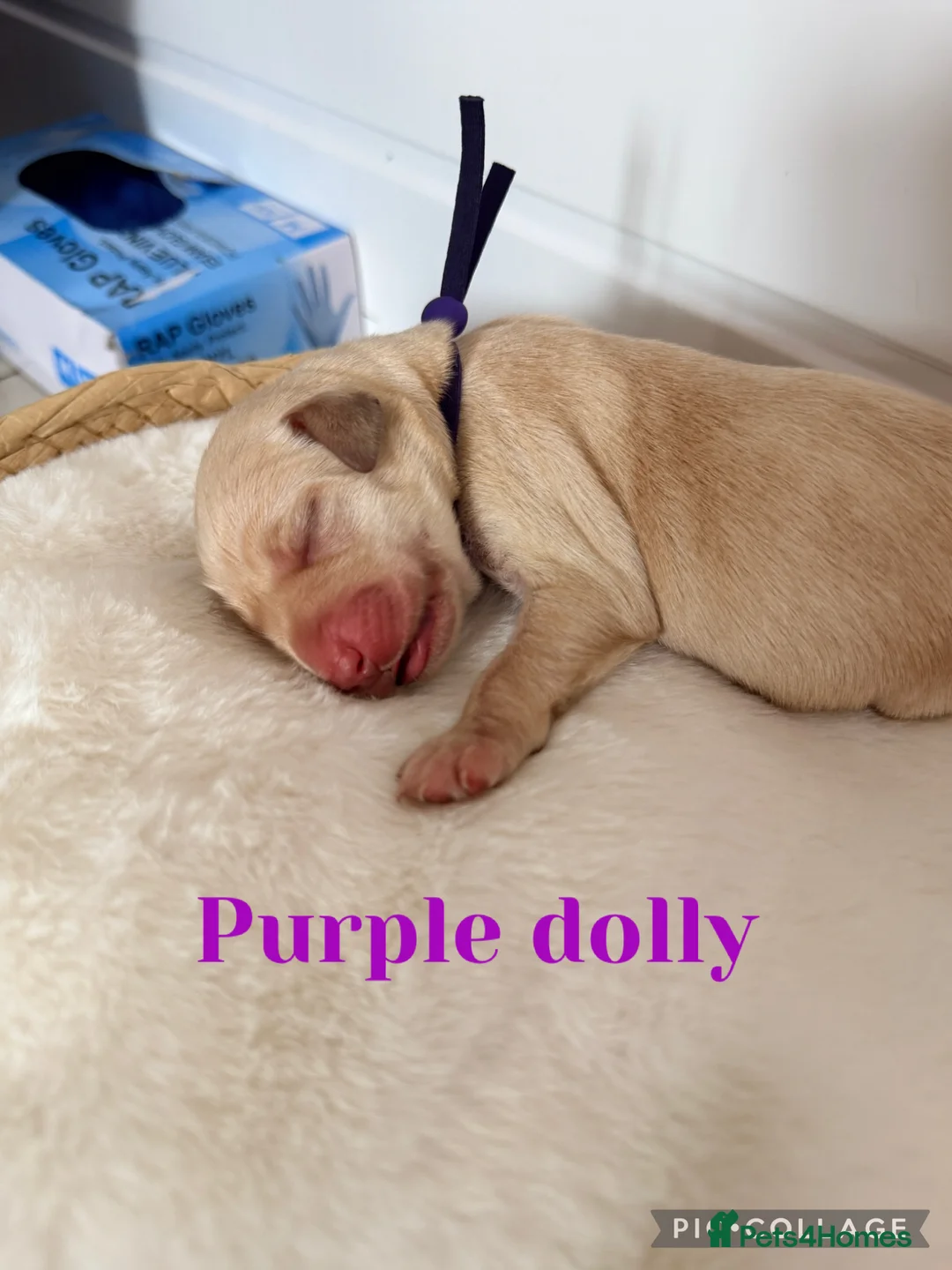 Labrador Retriever dogs for sale: Yellow/dark yellow Labrador pups  - Advert 2