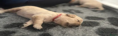 Golden Retriever - Red 