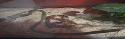 Corn Snake reptiles for sale: Corn snake with set up - Advert 2