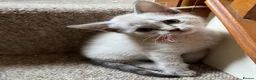 Bengal cats for sale: Cute Bengal Kitties - Advert 1