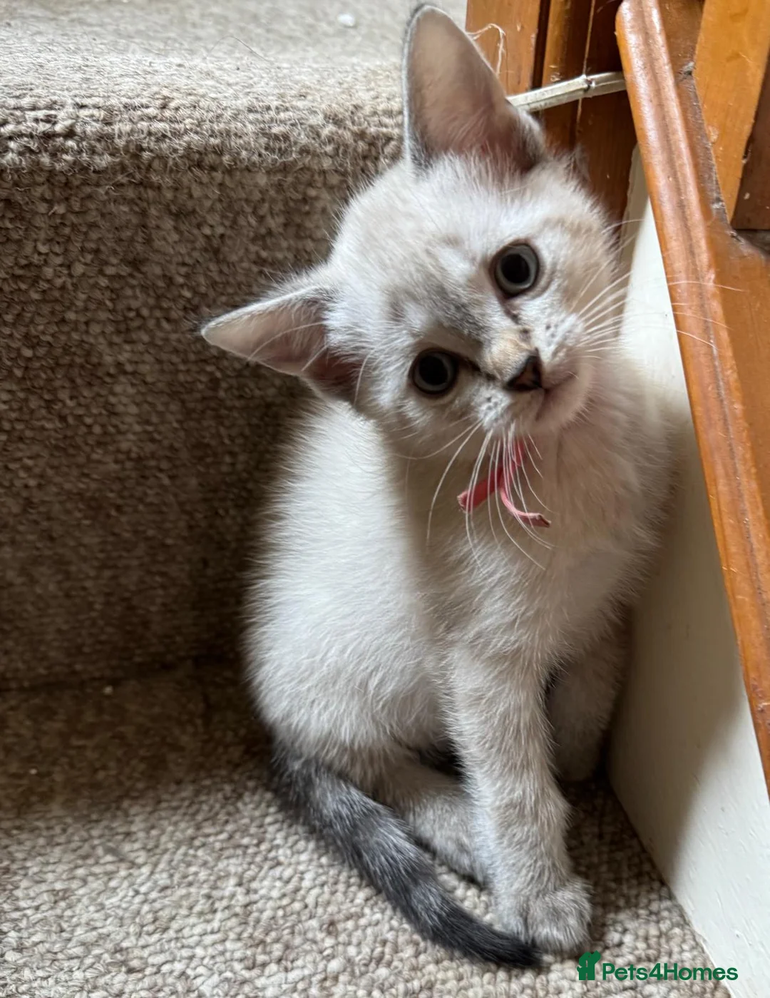 Bengal cats for sale: Cute Bengal Kitties - Advert 1