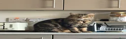 Maine Coon cats for sale: 6 Gorgeous Maine Coon Cross Kittens Available Now! - Advert 10