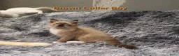 Ragdoll cats for sale: 💖Beautiful GCCF Registered Ragdoll Kittens. - Advert 21