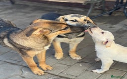 Mixed Breed dogs for adoption: BIBY, a Lovely young girl - for a Loving Home - Advert 5