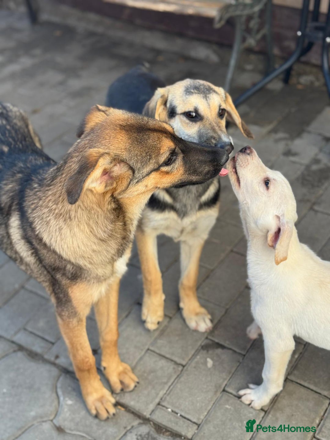Mixed Breed dogs for adoption: BIBY, a Lovely young girl - for a Loving Home - Advert 5