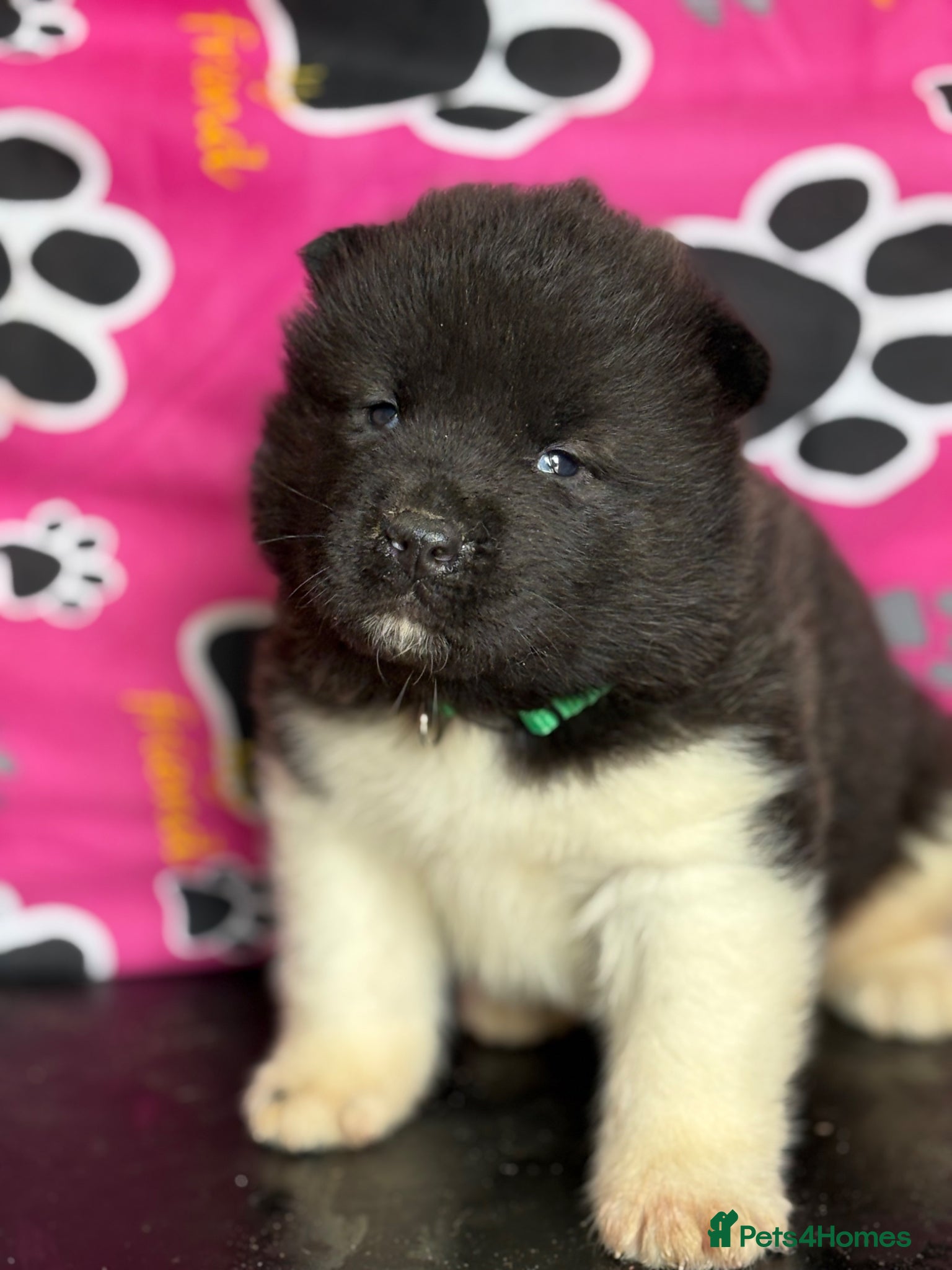 Akita dogs Quality KC registered American Akita Puppies - Advert 2