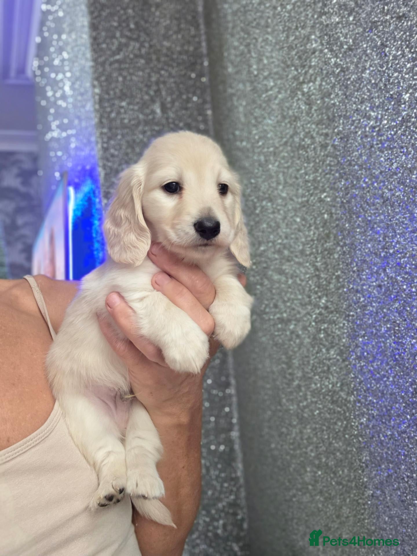 Miniature Dachshund dogs for sale: Clear cream miniature long-haired Dachshunds - Advert 1