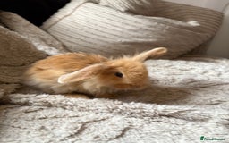 Mini Lop rabbits for sale: Mini Lop/Lion Lop babies - Image 18
