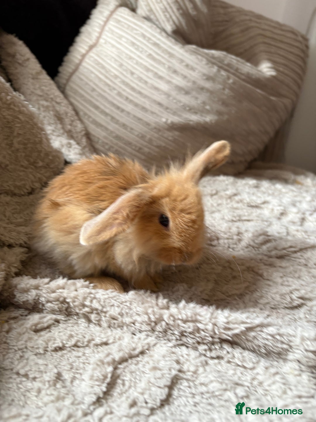 Mini Lop rabbits for sale: Mini Lop/Lion Lop babies - Image 18