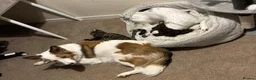Welsh Collie dogs for sale: Welsh Collie - Advert 14