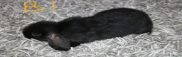 Mini Lop rabbits for sale: 5 Mini Lop / Mini Plush Babies - Advert 4
