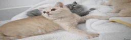 British Shorthair cats for sale: British shorthair girls ready in 4 weeks  - Advert 3