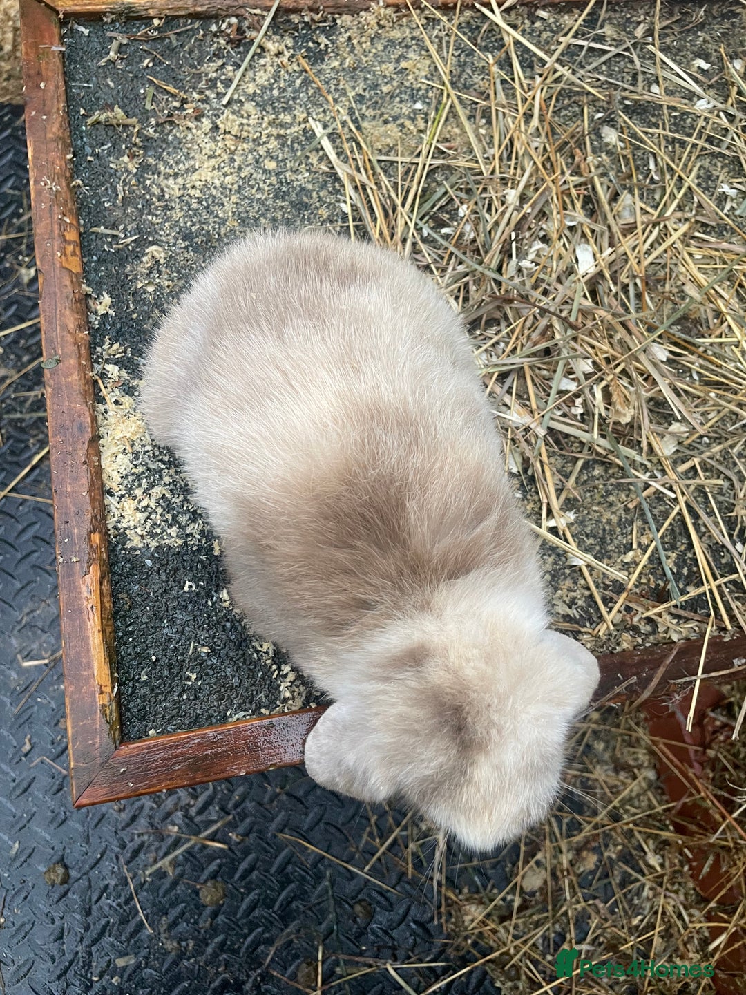 Mini Lop rabbits for sale: Beautiful mini lop babies  - Advert 19