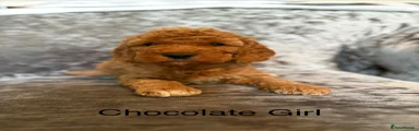 Cockapoo 4