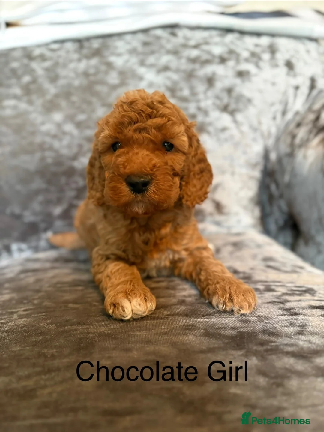 Cockapoo dogs for sale: Cockapoo puppies for sale in Stockport - Advert 1