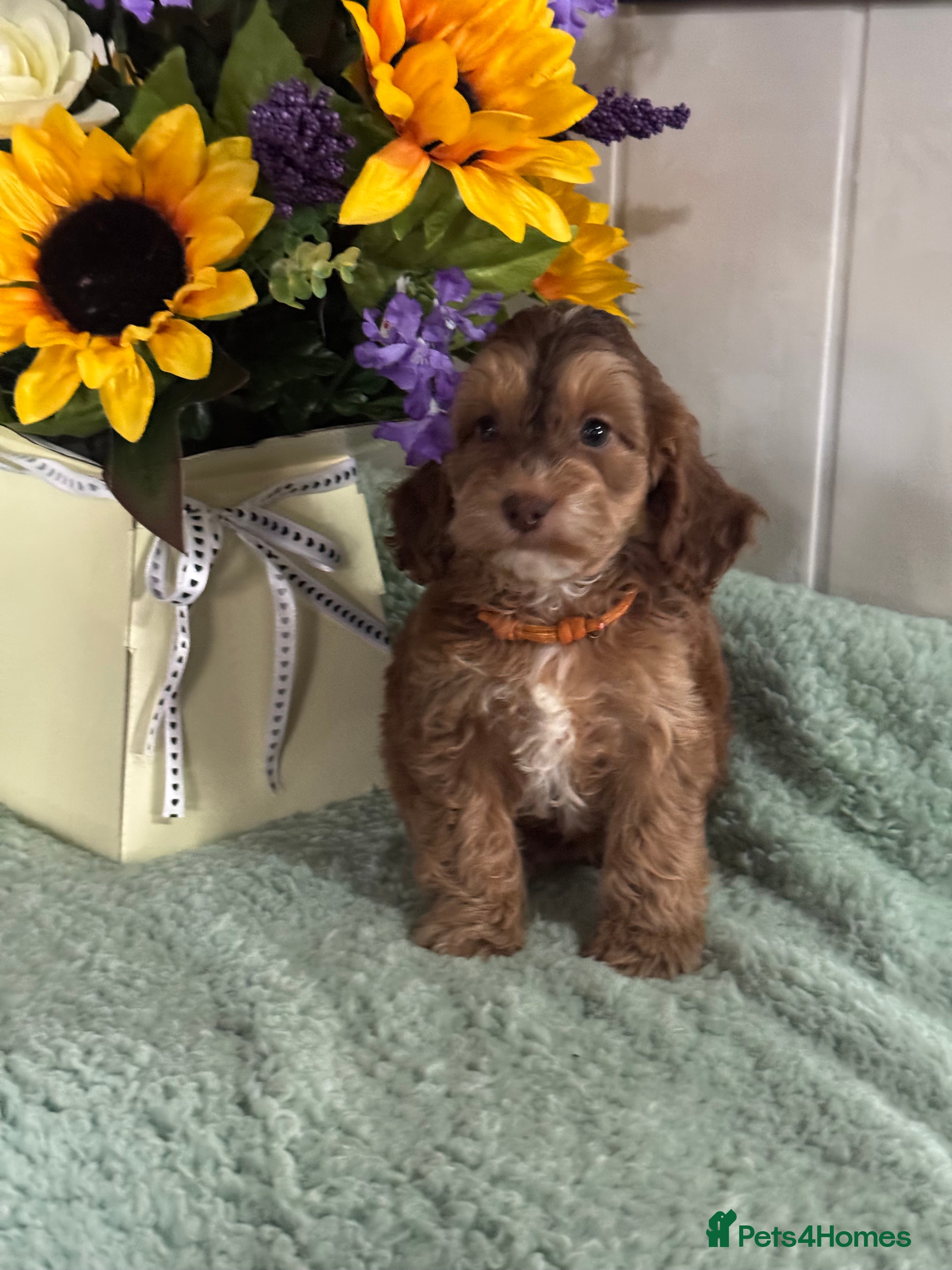Cockapoo dogs 1 girl left dna clear gorgeous Cockerpoo puppies  - Advert 1