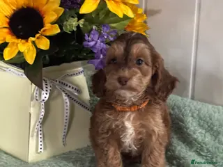 Cockapoo dogs 1 girl left dna clear gorgeous Cockerpoo puppies - Advert 1