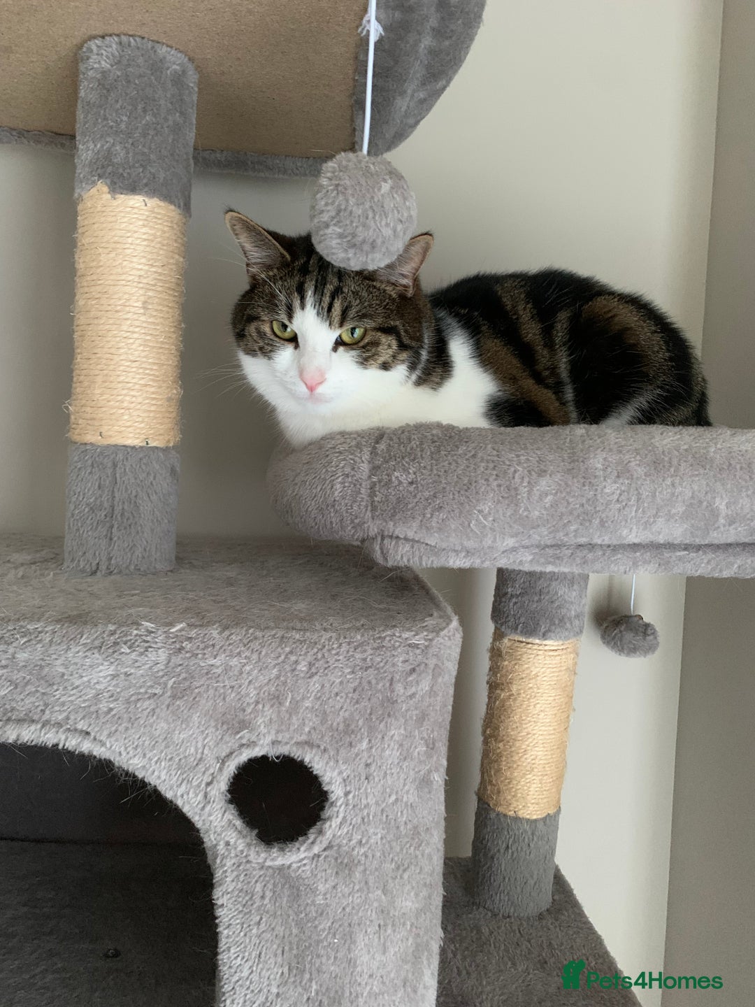 Mixed Breed cats for sale: Gentle giant for sale - Image 1