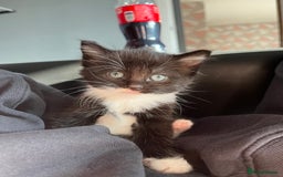 Ragdoll cats for sale: Black and white ragdoll cross  - Image 2